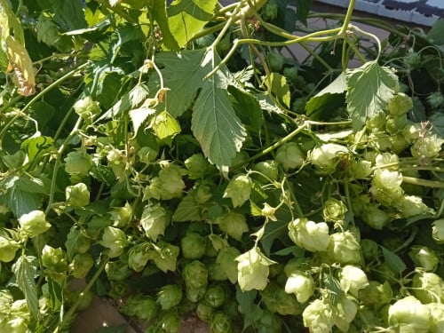 Hop, decoratie of om bier te brouwen