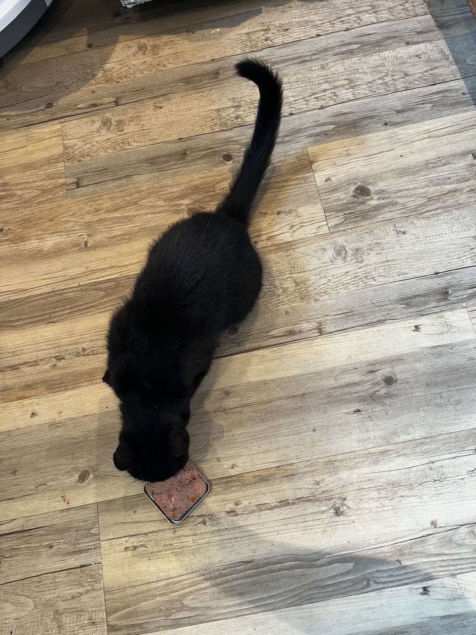 Zwarte Kater