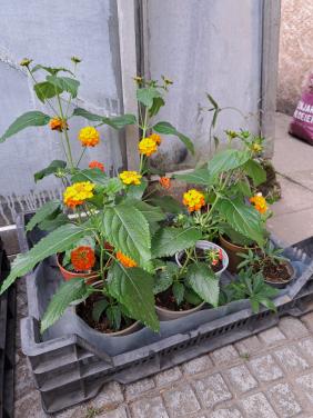Lantana. Fuchsia.  Brugmansia. Witte passie bloem