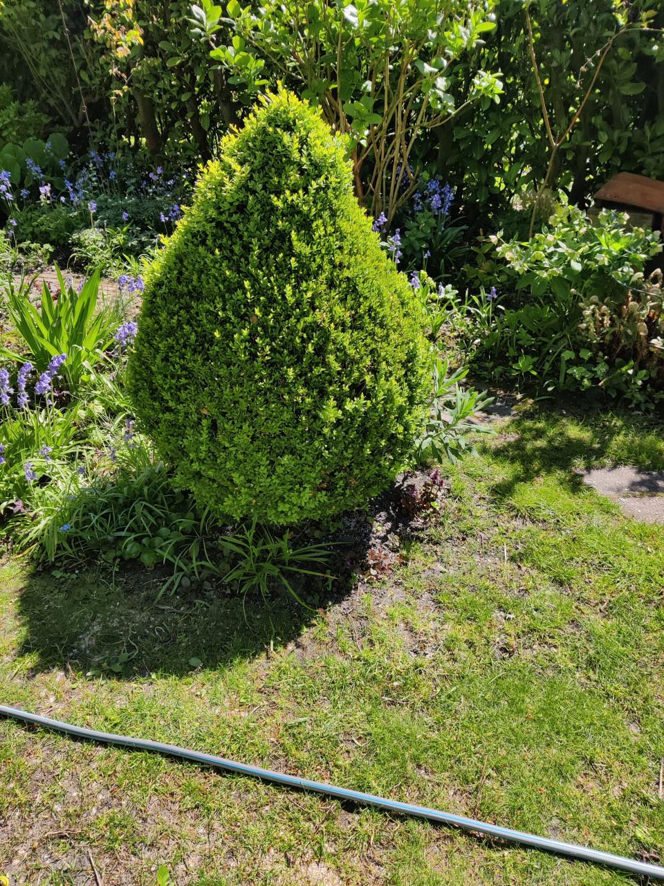Buxus gratis op te halen 1.20 x 1.00 m