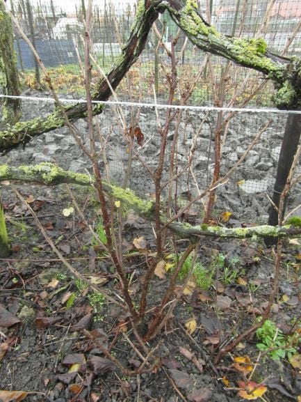 Bessenstekken, bramenplanten en -stekken, druivenstekken