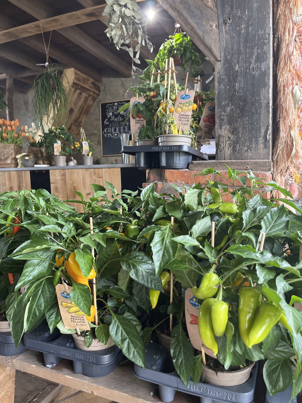 Snoepgroenten+pepers div soorten €12,50