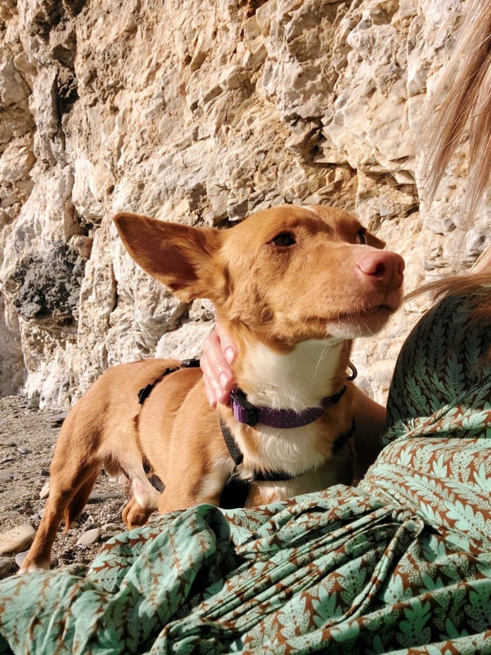Lennie en Lennox zoeken een lief baasje!