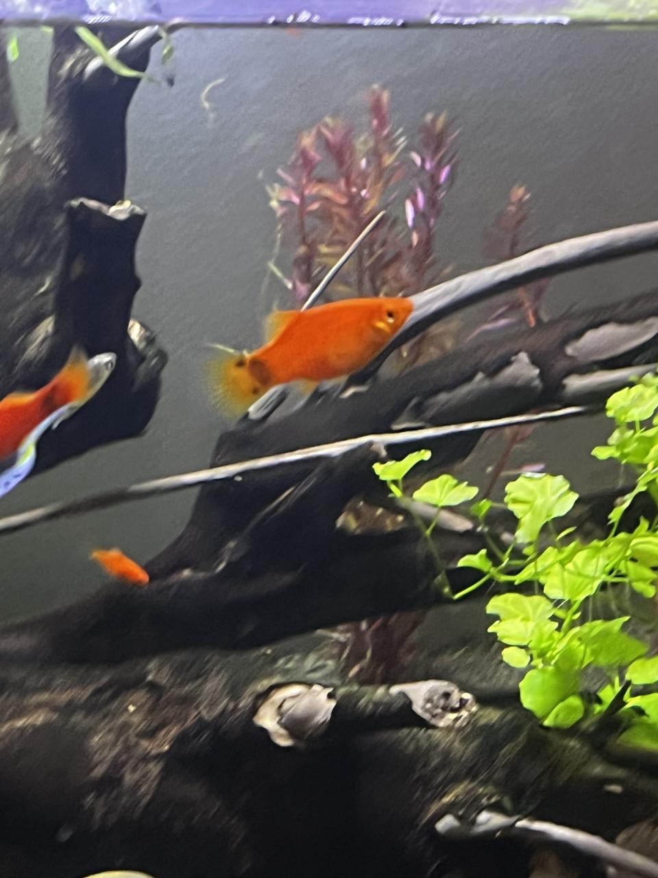 Platys