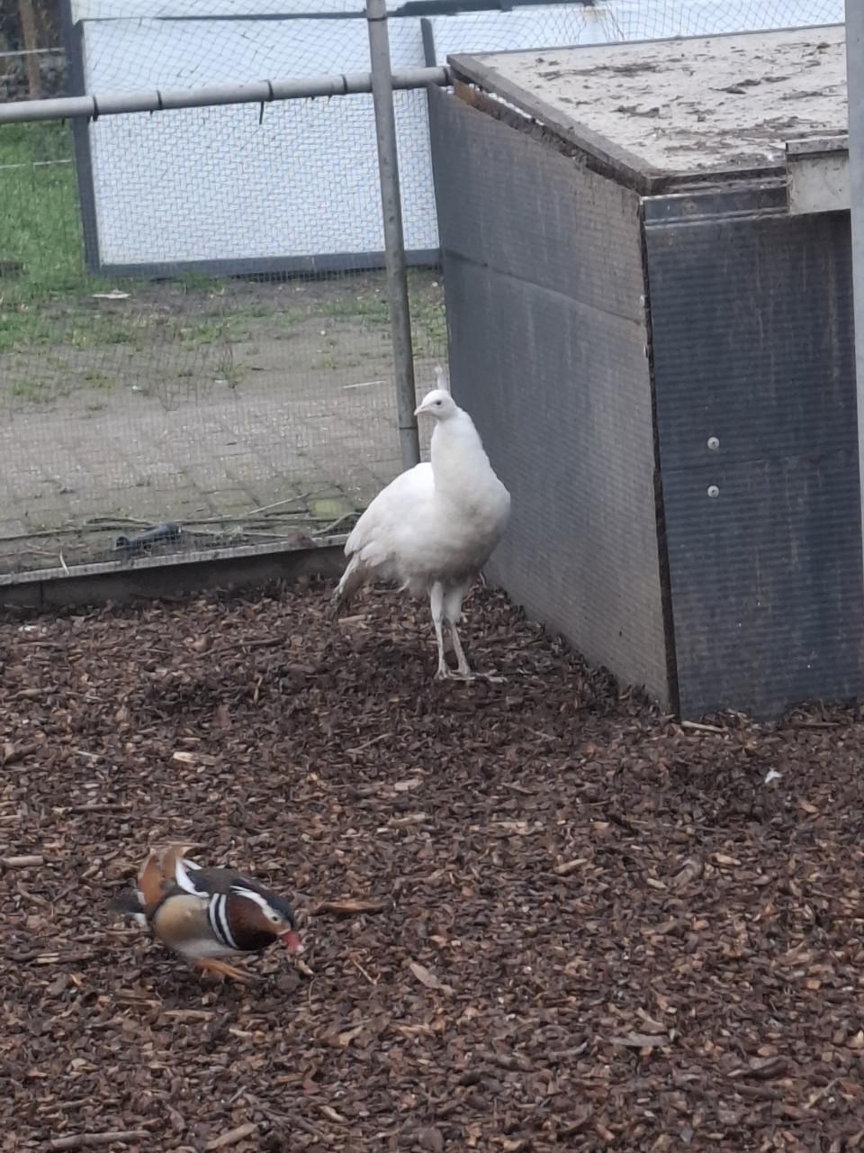 Witte en blauwe pauwen