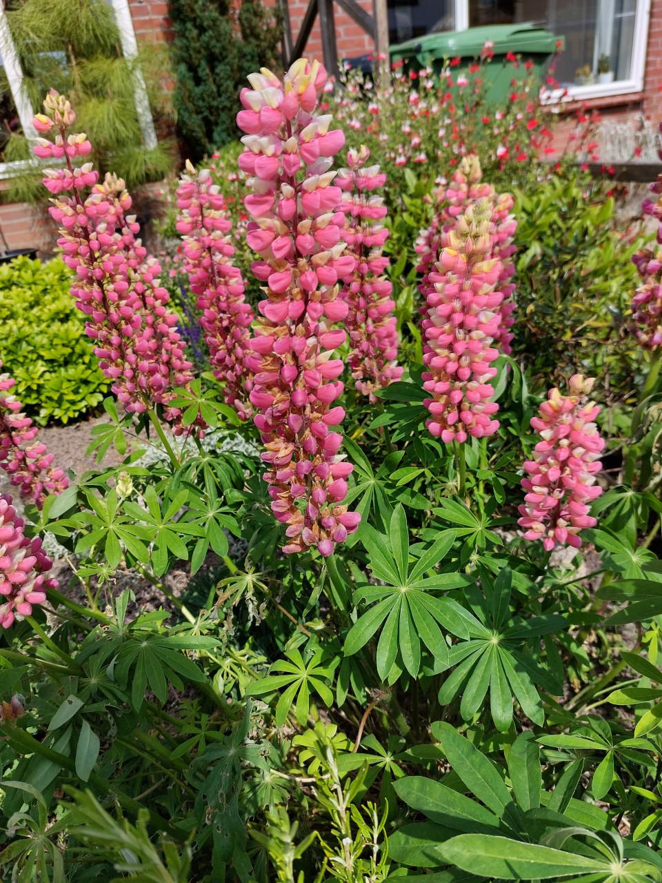 EEN NIEUW SEIZOEN: SIERTUIN en MOESTUIN PLANTEN BIJ DE VOORDEUR
