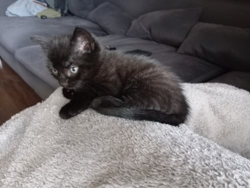 Kitten - mannetje