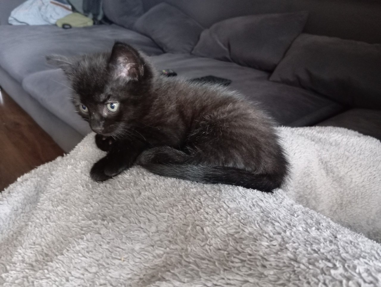 Kitten - mannetje