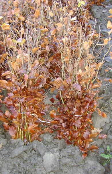 Rode beuk/fagus sylvatica atropurpurea