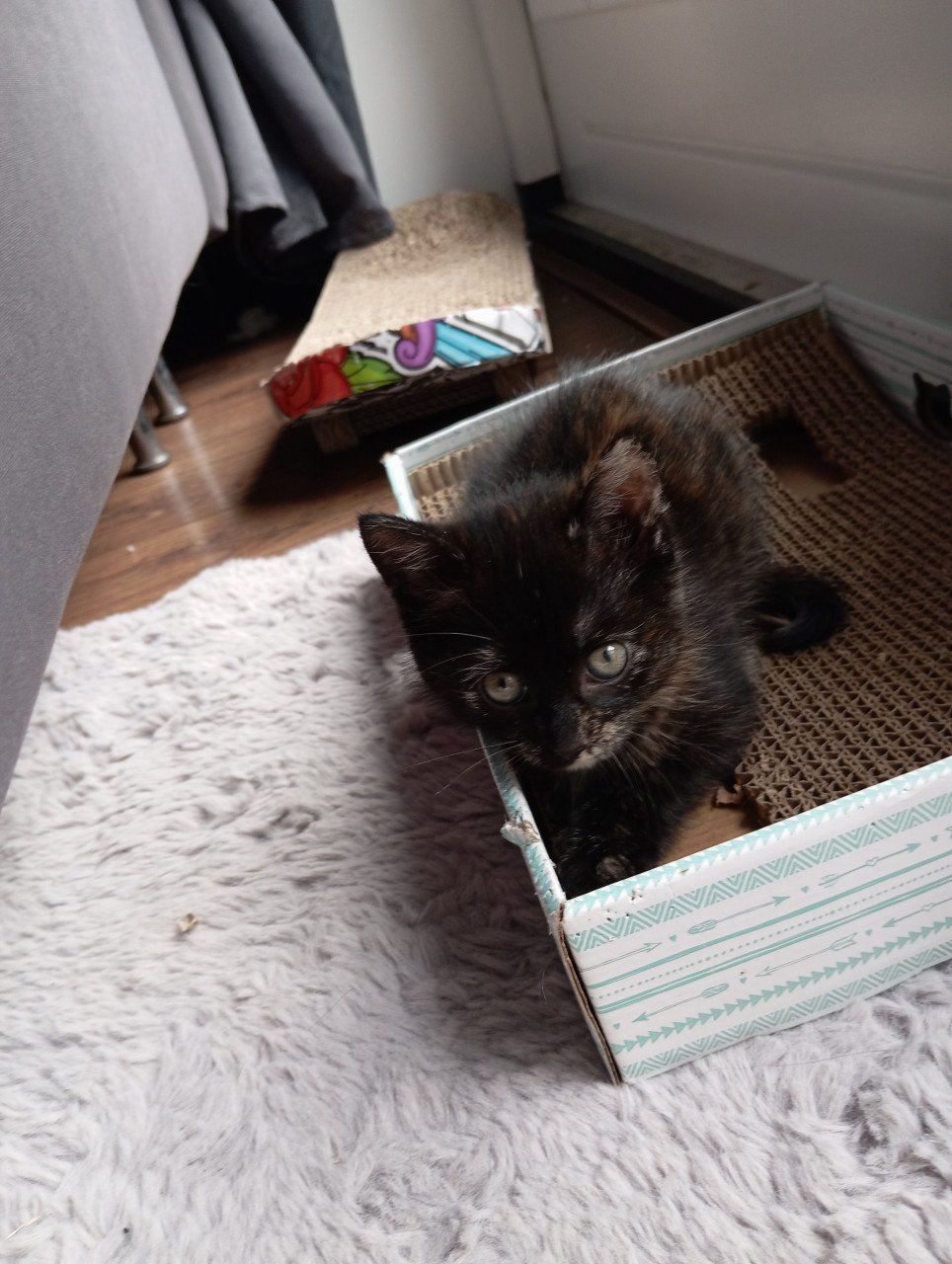 Kitten