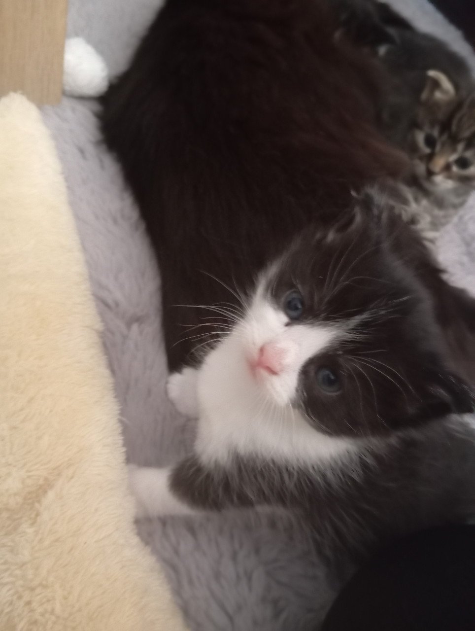 Kittens