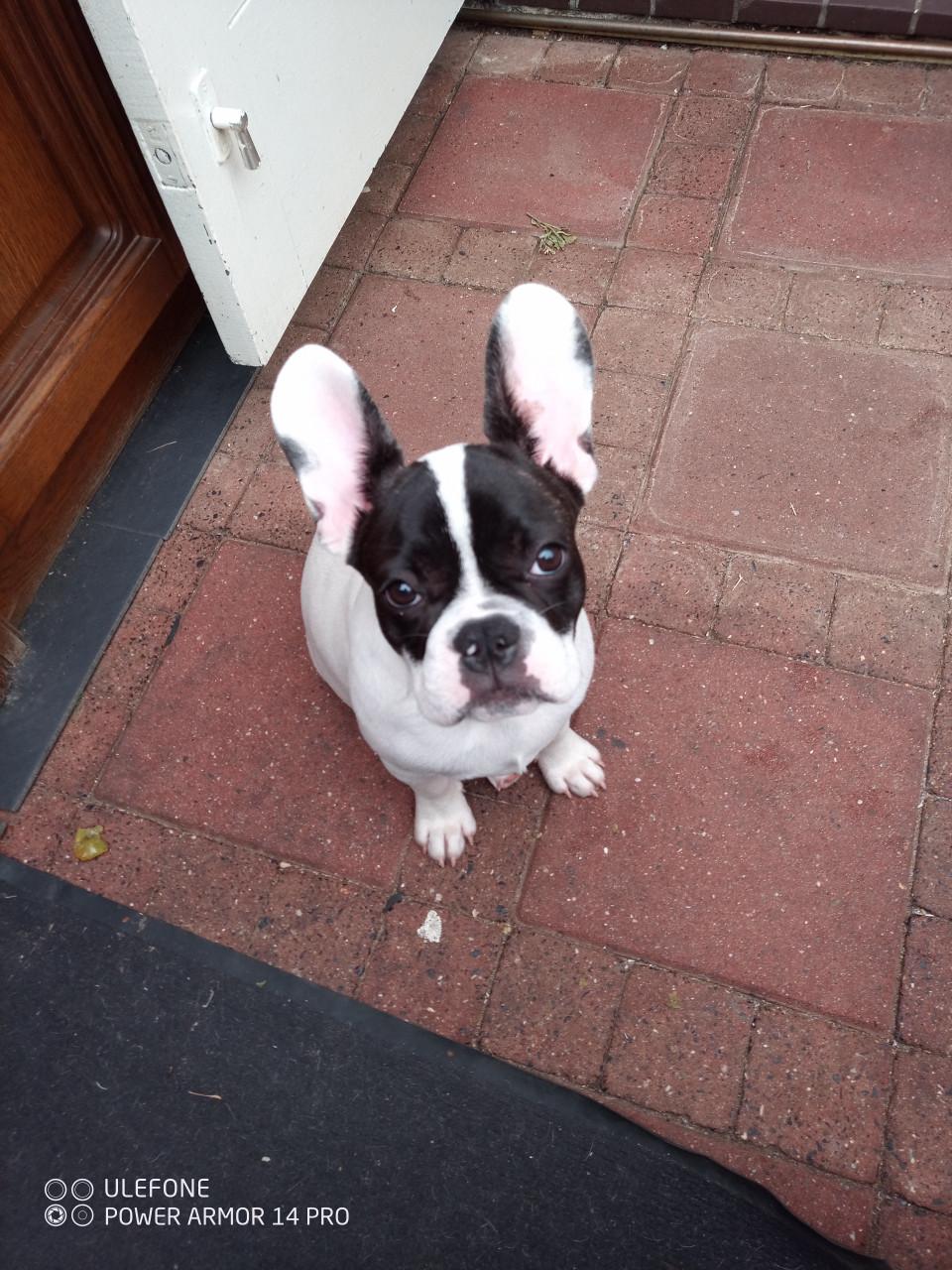 Franse Bulldog