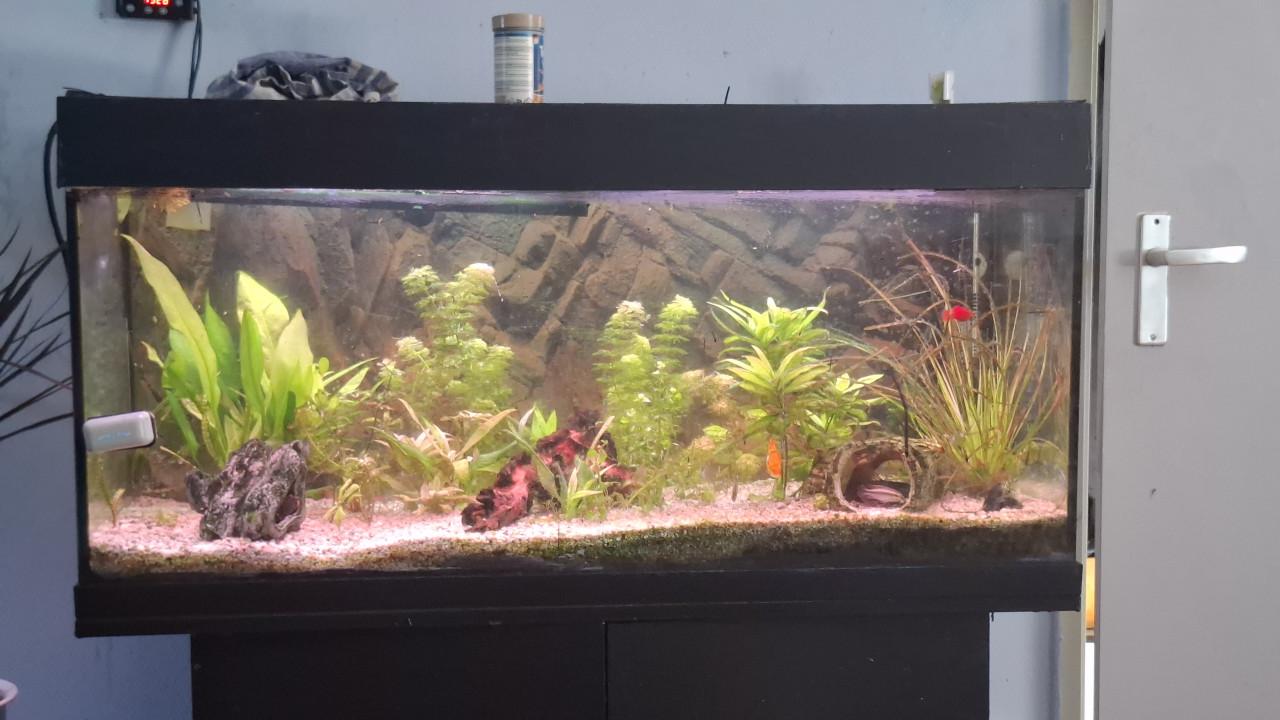 Aqarium