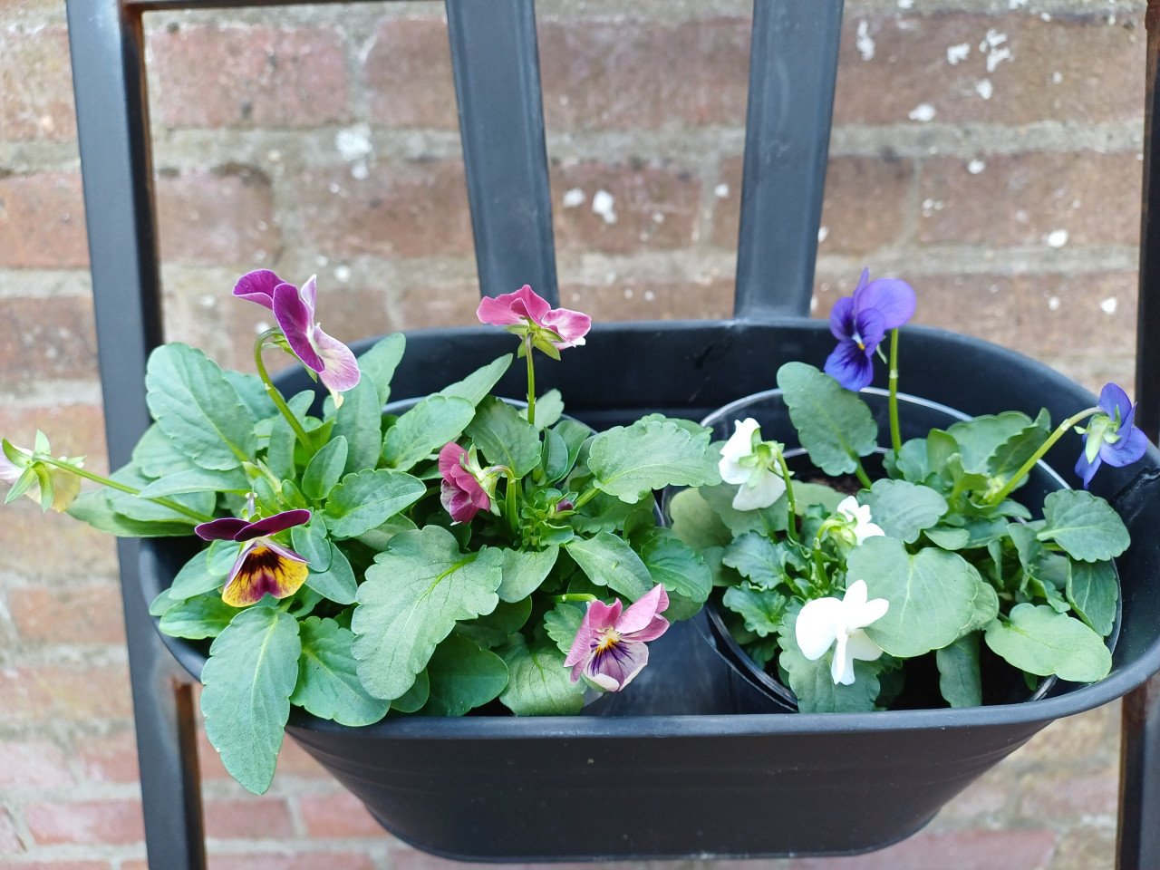 Kleine TUIN? Leuk metalen REK met 3 bijpassende bloembakken + VIOLEN