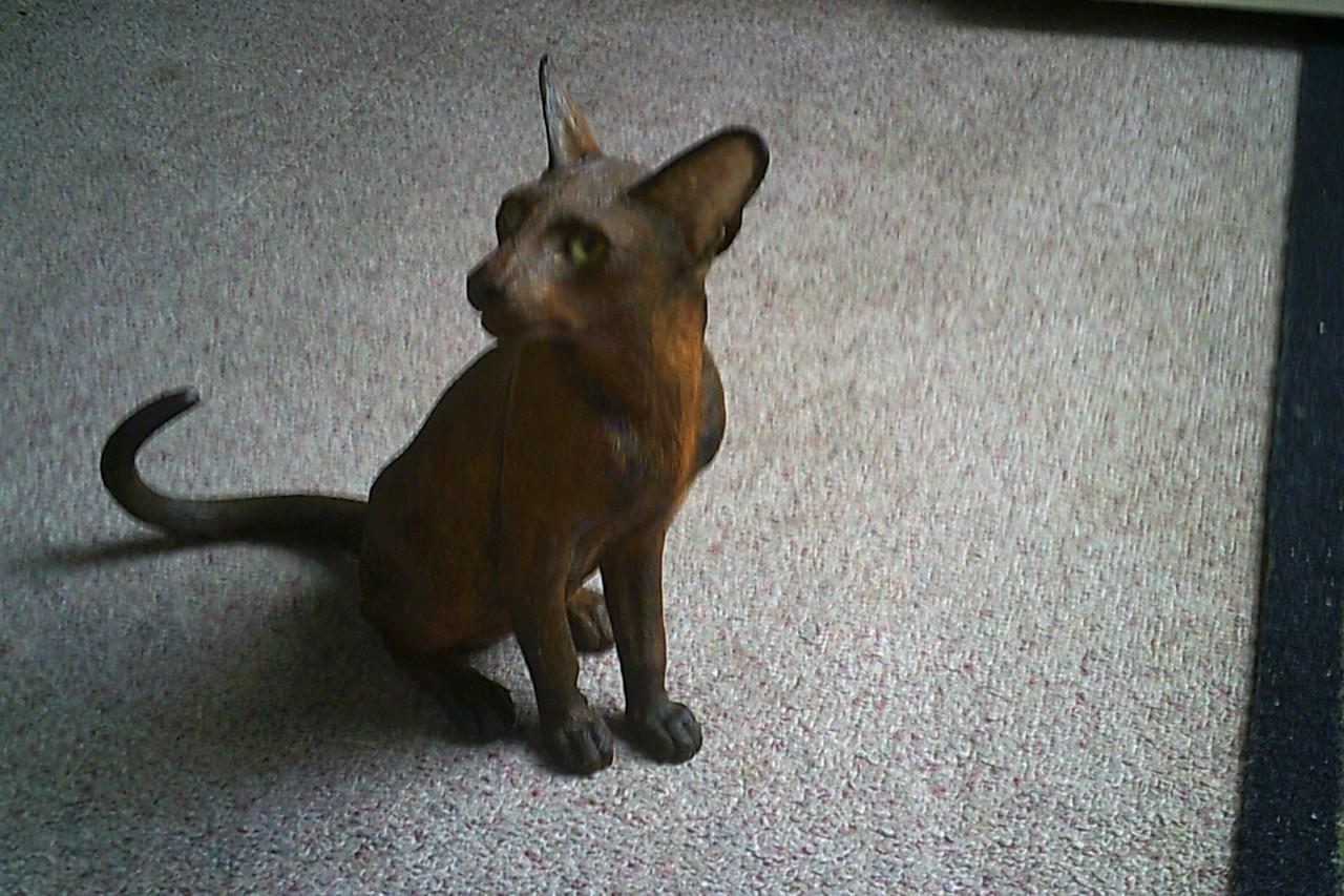 LEVENSECHT beeld SIAMESE KAT - uitgave van Fine Art ...