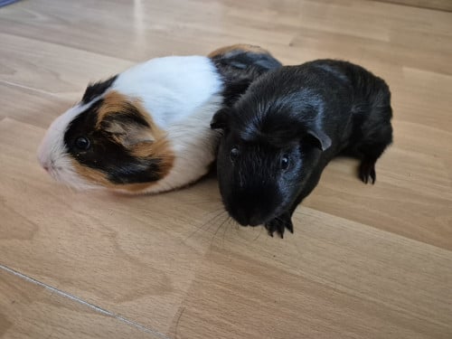 2 cavia's vrouwtjes + kooi