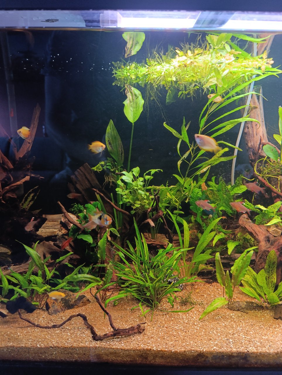 Jewel aquarium compleet met planten, hout en vissen