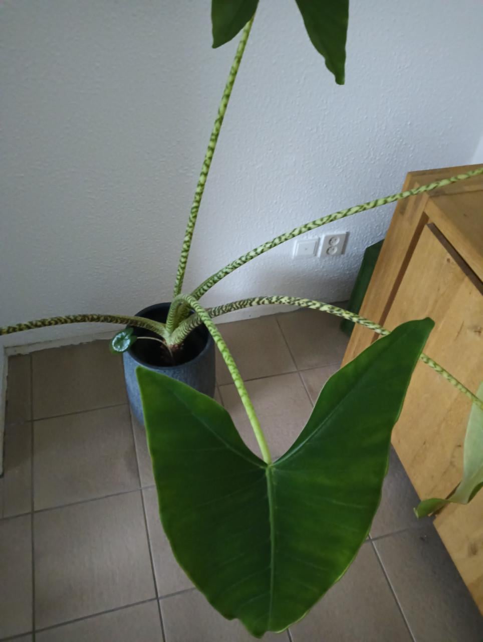 Plant Alocasia Zebrina "olifantoor"
