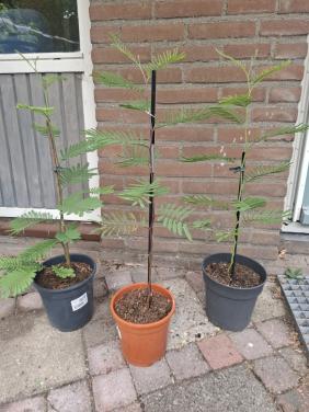 Diverse Acacia's