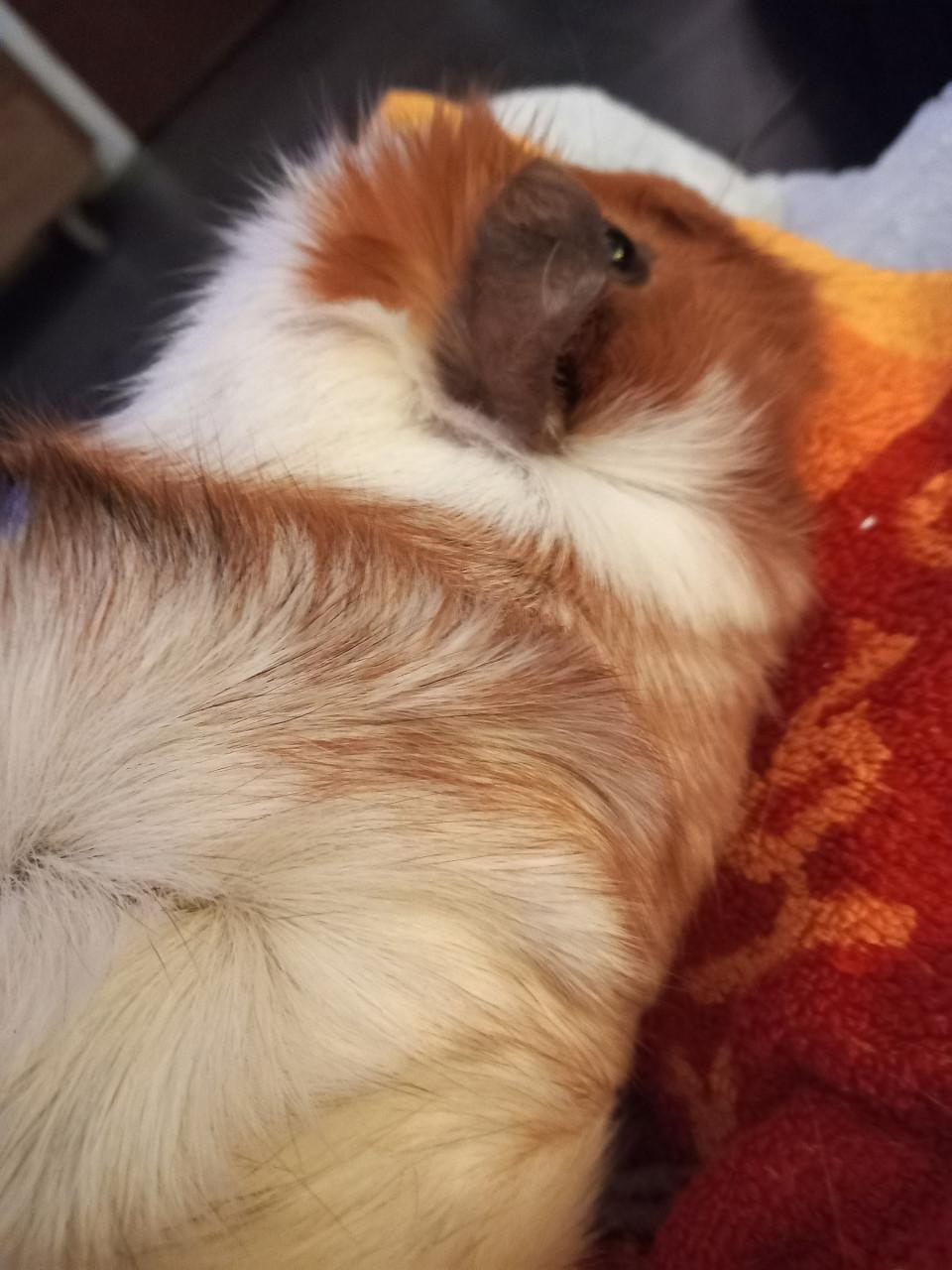 Cookie en muffin zoeken een gouden huisje