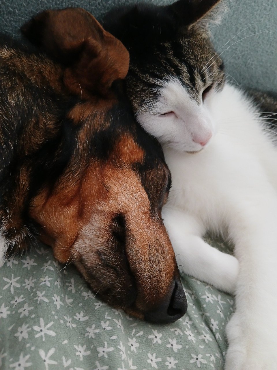 2 katten gecastreerd , gechipped , gevaccineerd , ontwormd