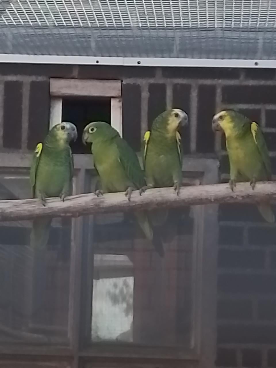 Diverse papegaaien te koop.