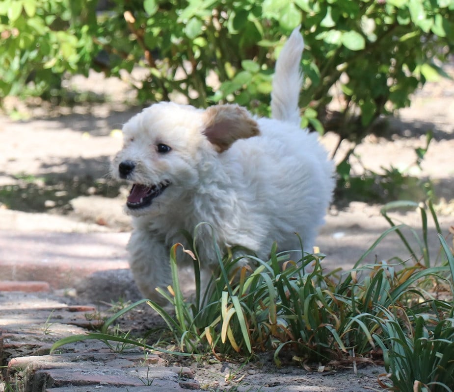 Maltipoo pups beschikbaar