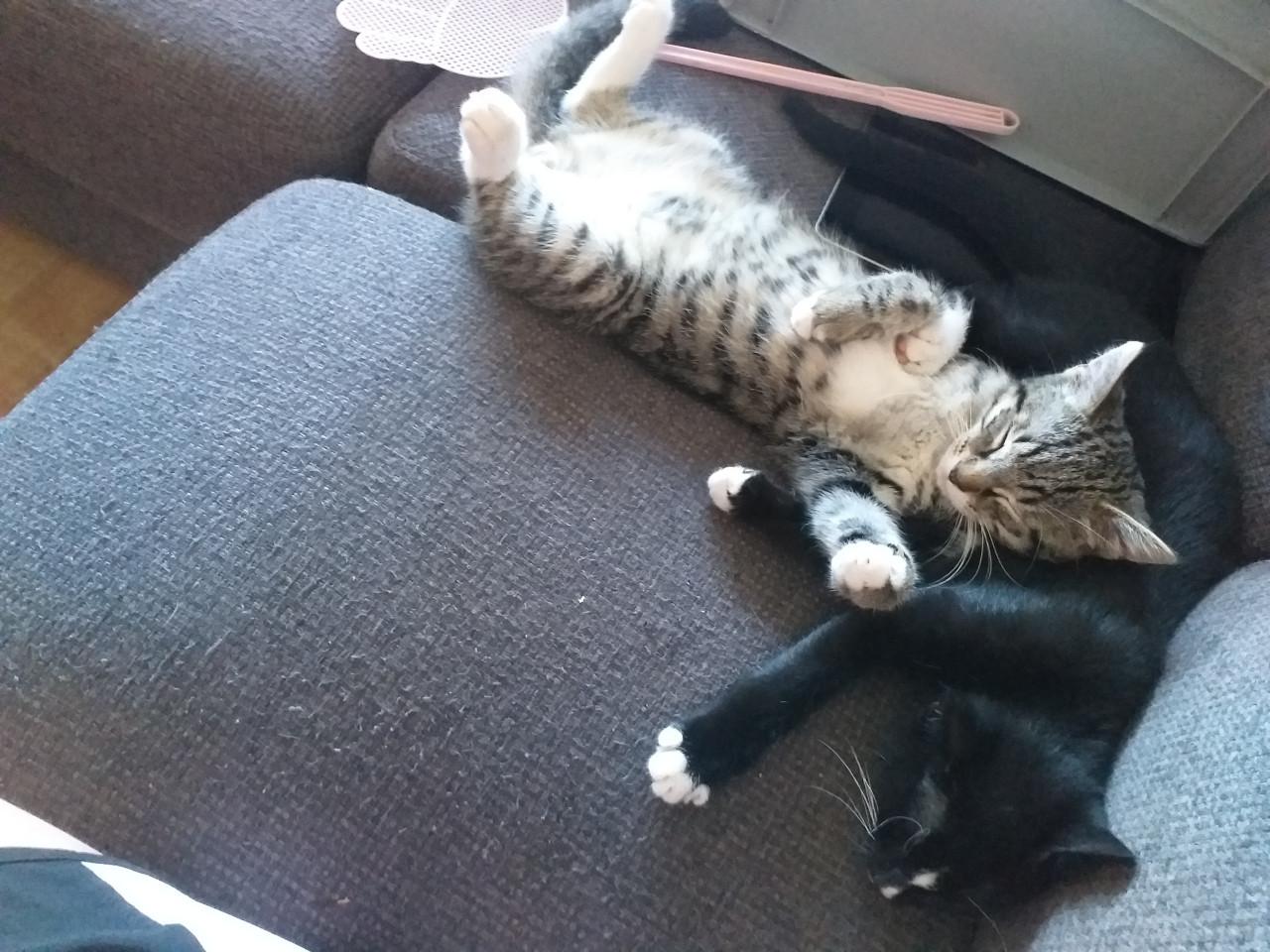 Super lieve kittens