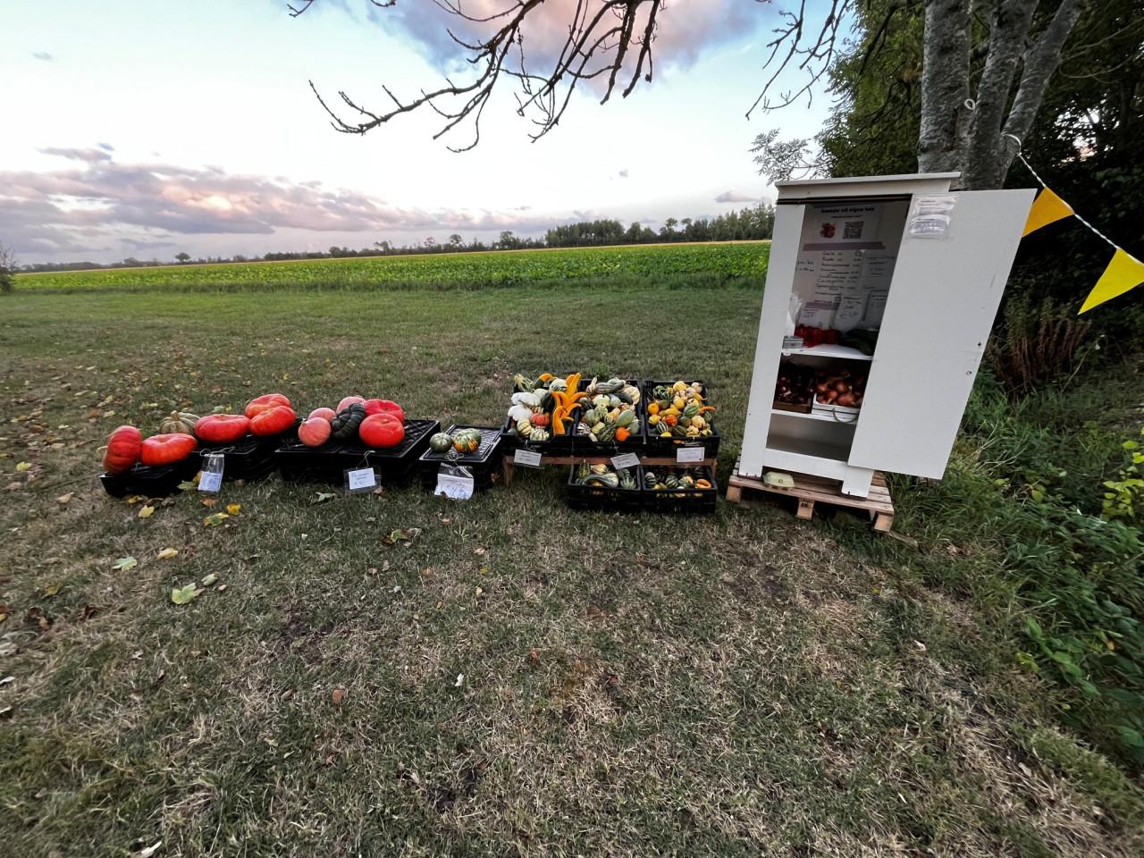 Pompoenen en kalebassen