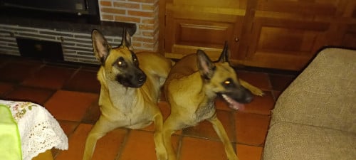 Mechelse herders
