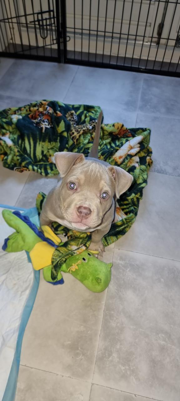 Micro extreem bully pup met stamboom mag verhuizen