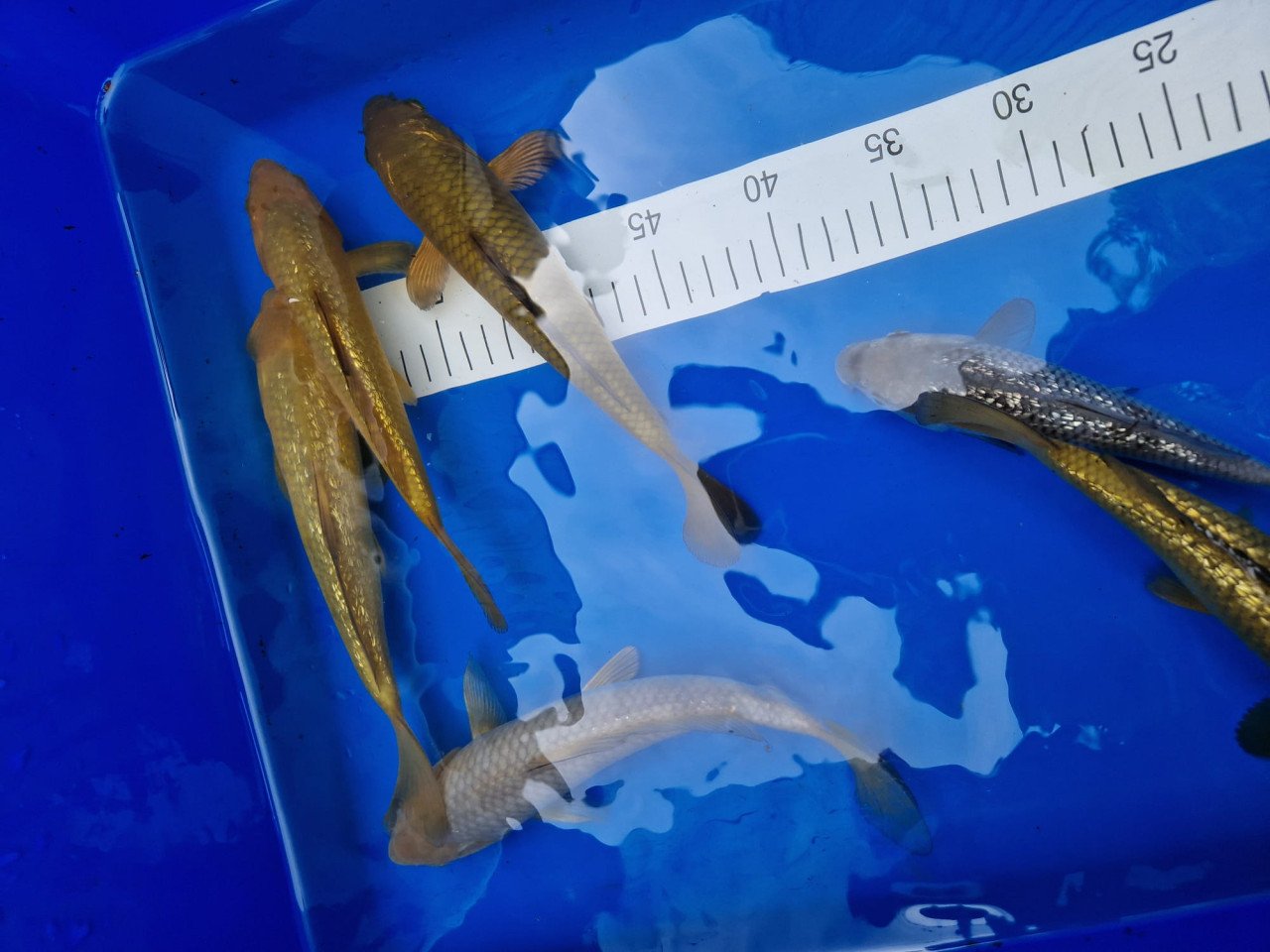 Japanse koi