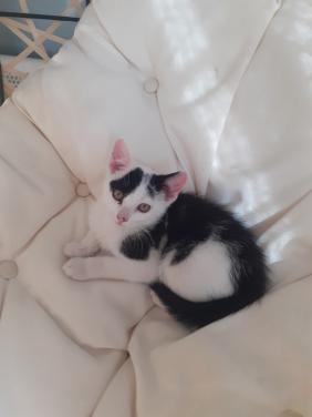 Kittens