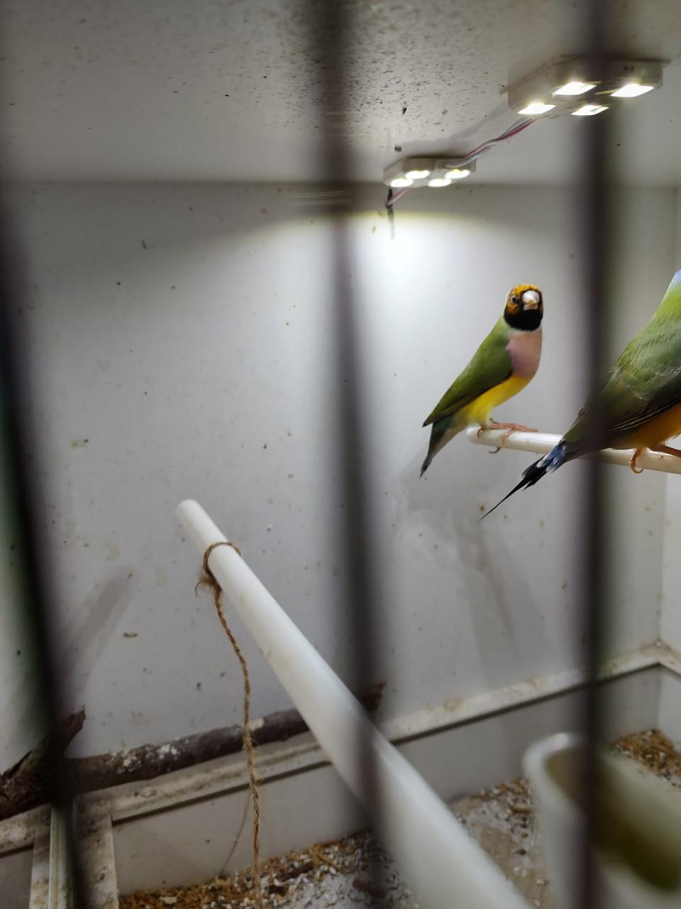 Koppel Gouldamadines