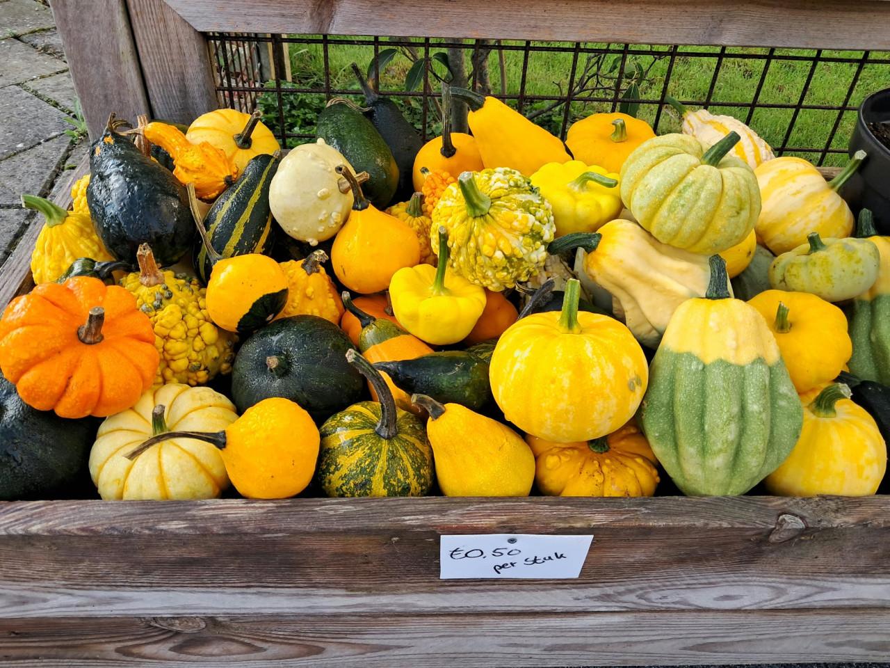 Kalebassen, pompoenen, courgettes en oleanders