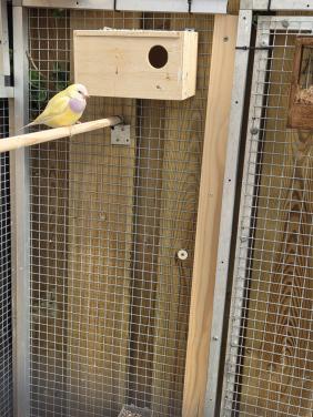 Tropische vogels
