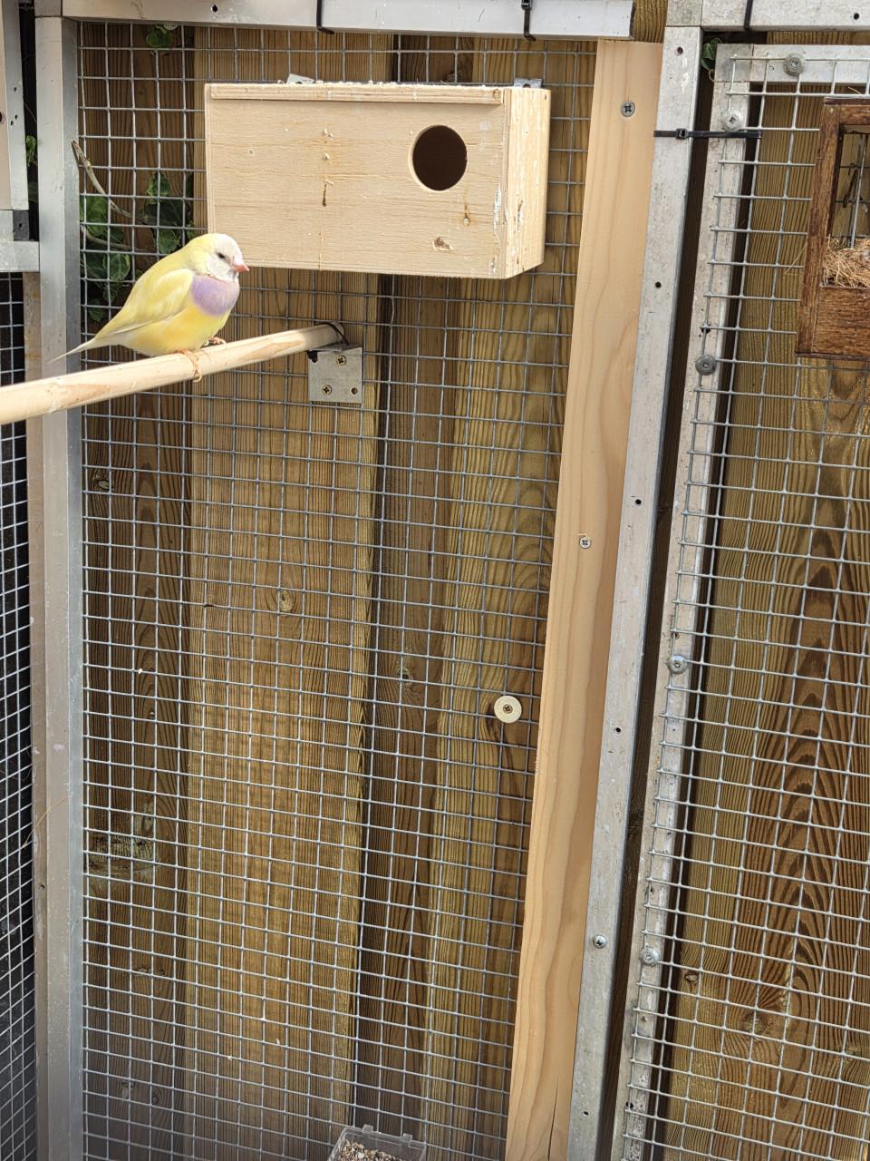 Tropische vogels