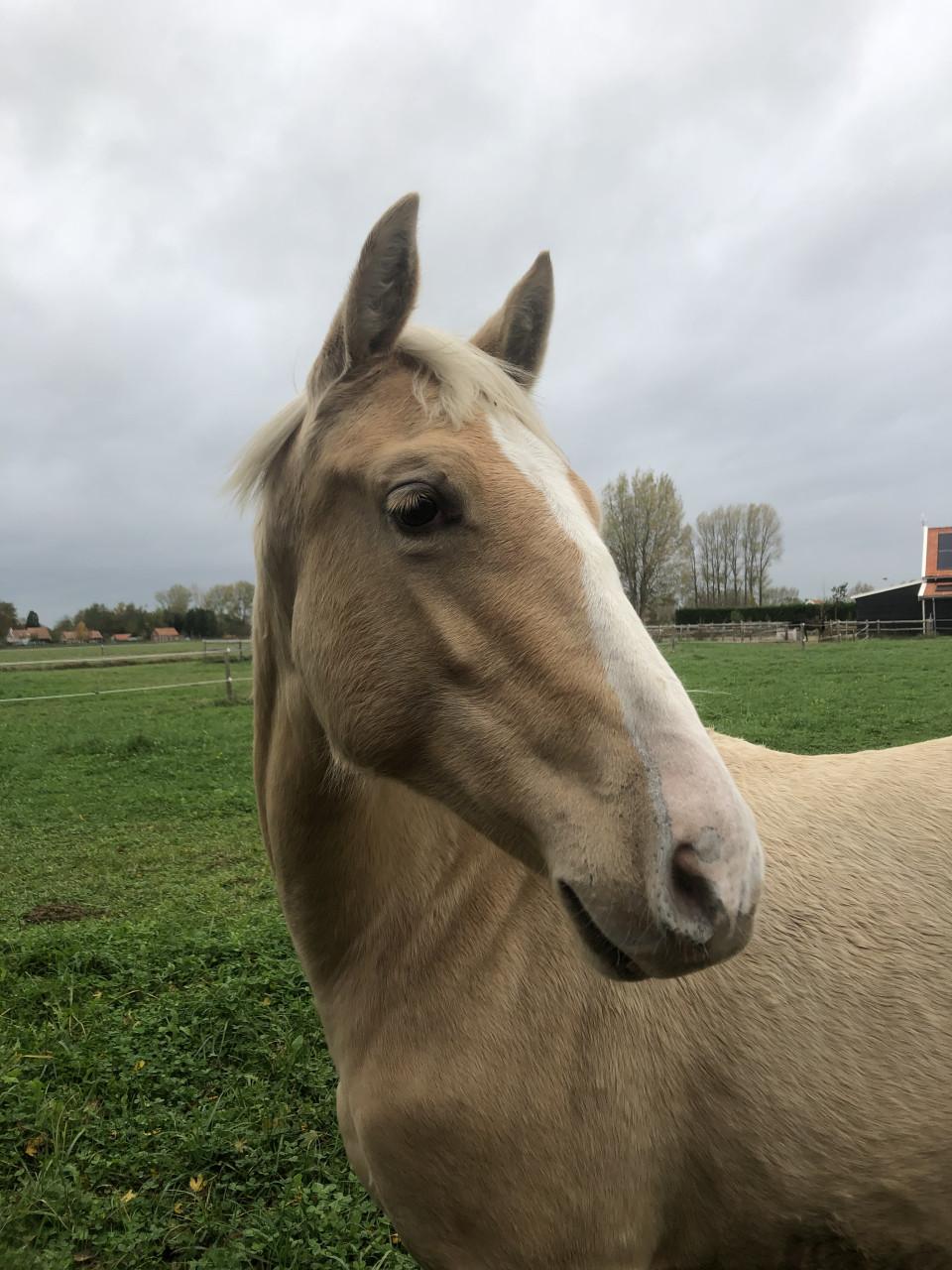 Bijna 6-jarige Palomino PRE merrie
