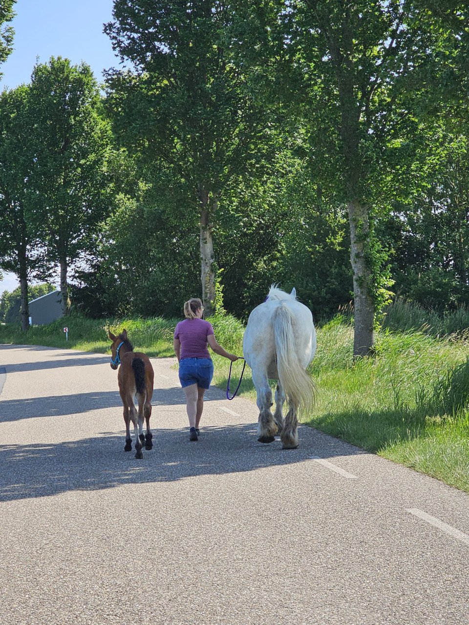 Knap merrieveulen, boulonnais x kwpn