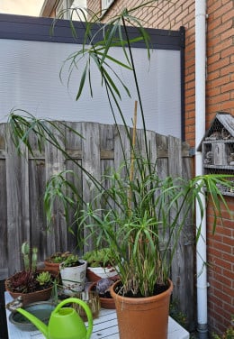 Grote parapluplant