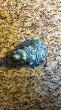 Decoratieve Schelp in Turquoise Keramiek