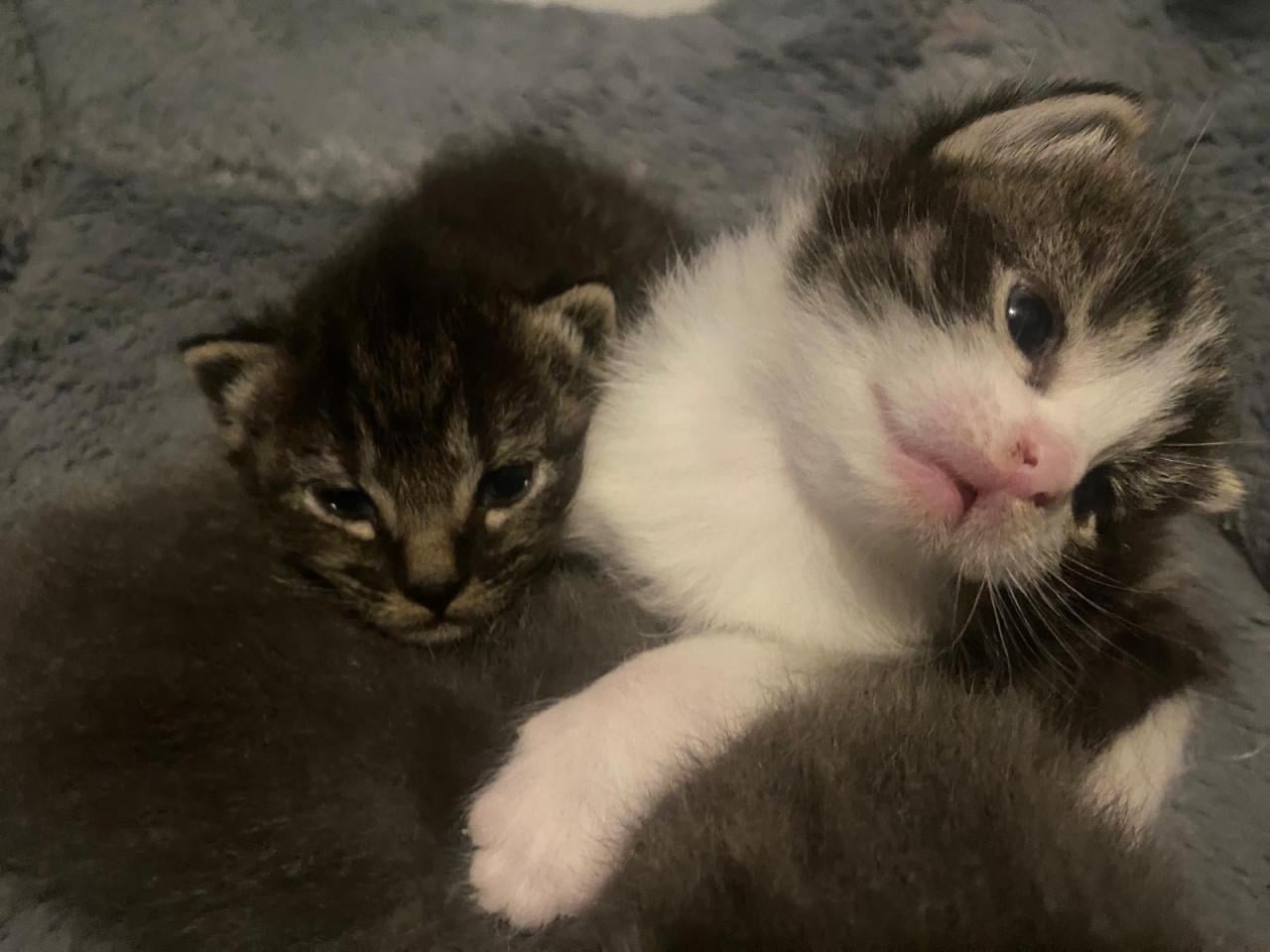Kittens