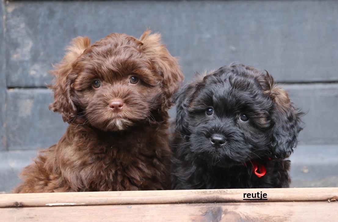 Shihpoo pups beschikbaar ( choco bruin en zwart gestroomd )