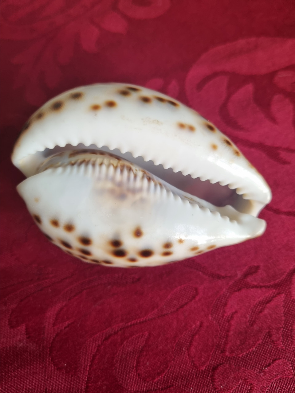 Leuke schelp voor boogschutter 8cm
