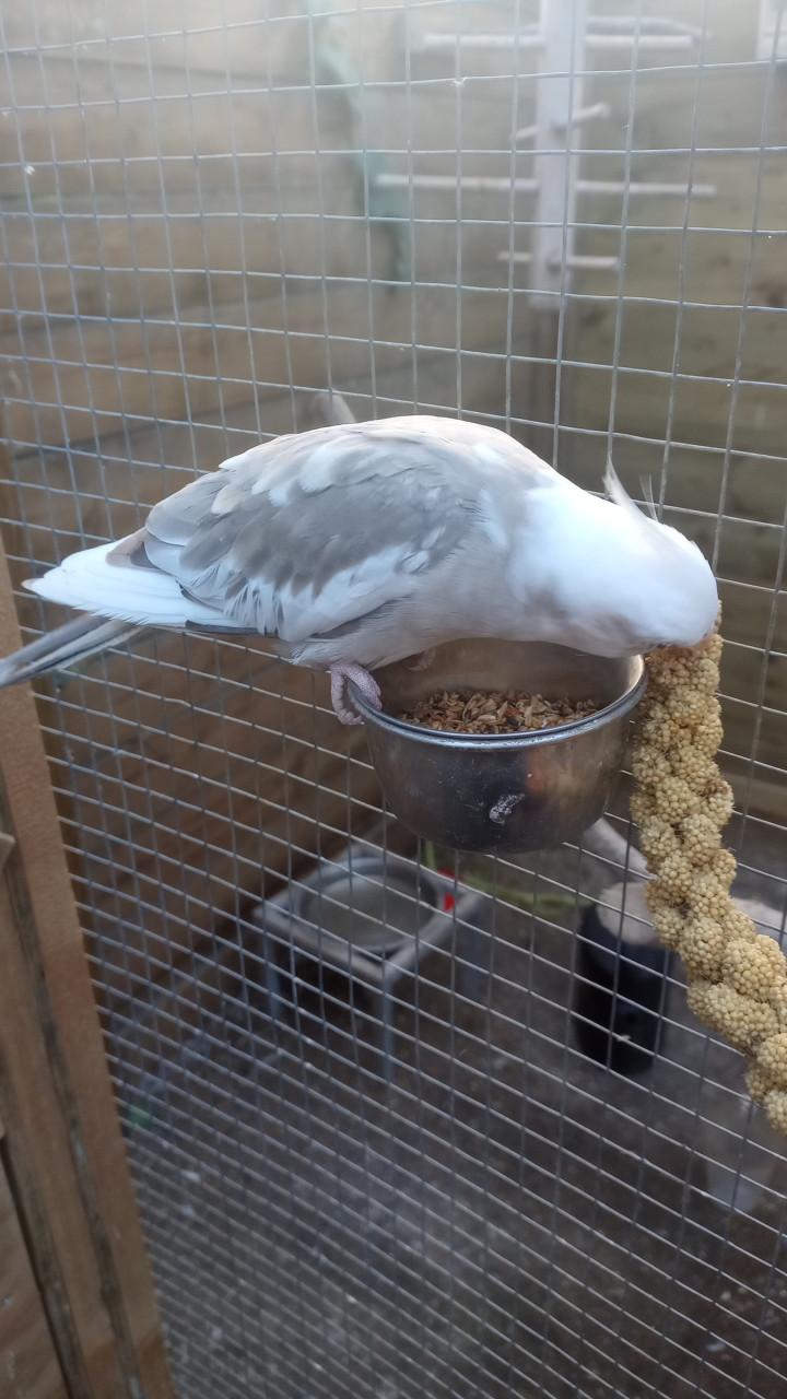 Bewezen koppel valkparkieten