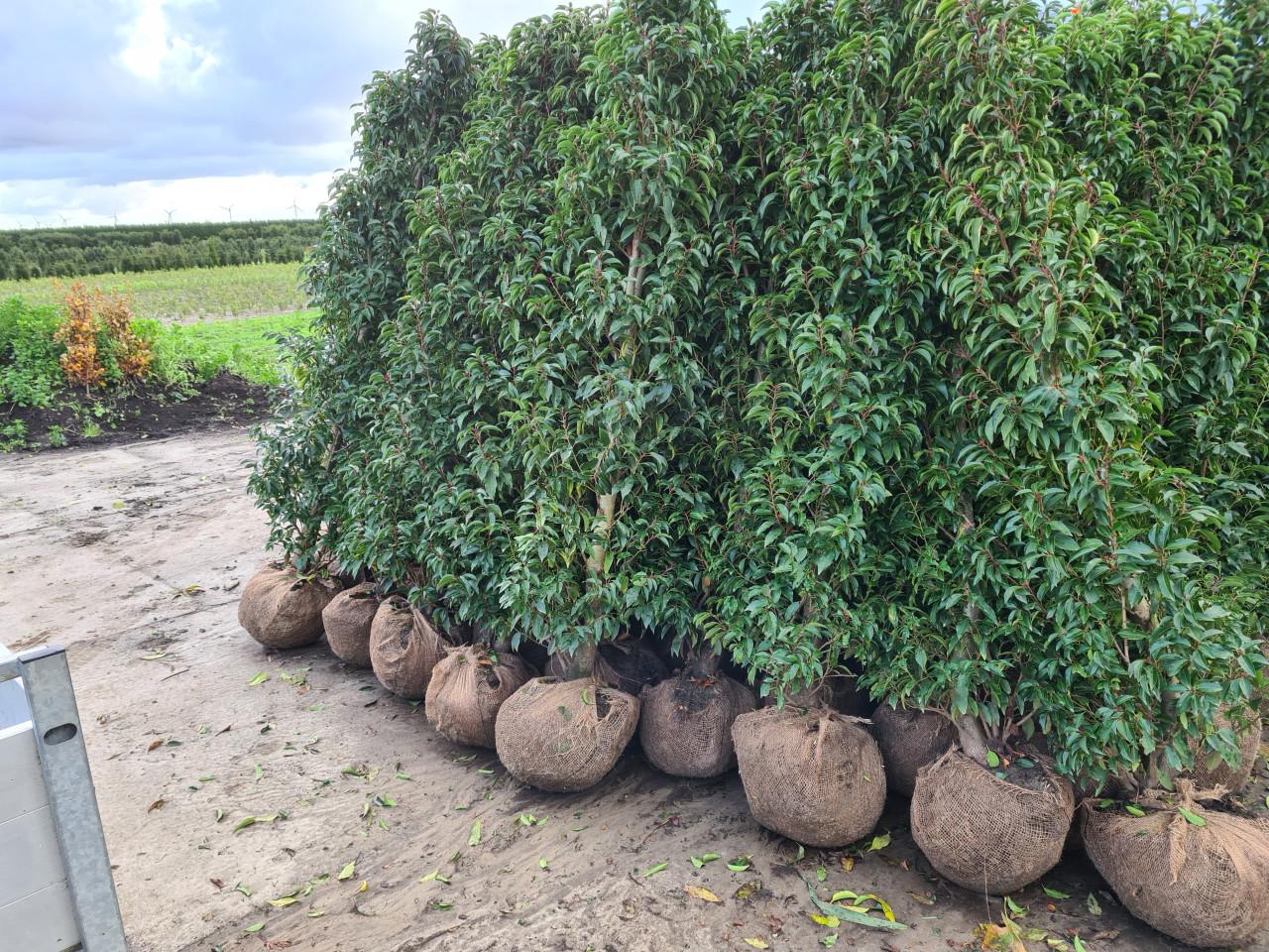 Portugese laurier haagplanten in alle hoogtes