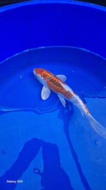 Doitshu koi
