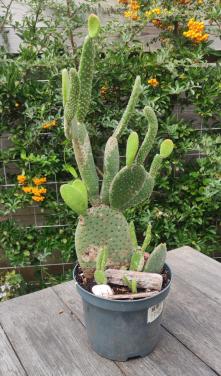 Vijgcactus - schijfcactus - (Opuntia ficus-indica)