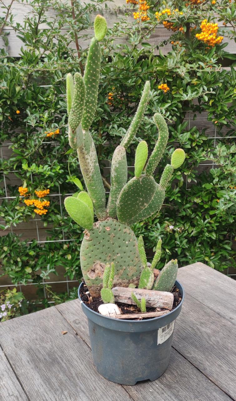 Vijgcactus - schijfcactus - (Opuntia ficus-indica)