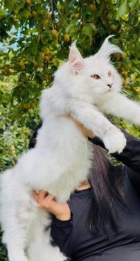 Maine coon dekkater met stamboom,black silver shaded